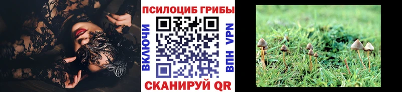 Галлюциногенные грибы Psilocybe  Купить где  Пласт 